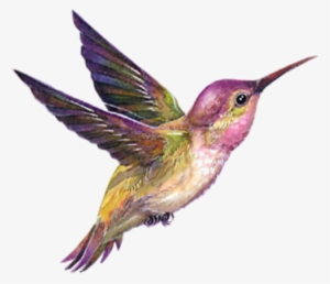 Beautiful Card With A Cool Birds - Dessin Colibri En Couleur #3049899