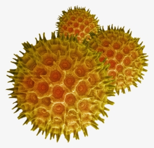 Pollen Grains Under A Microscope #3050477
