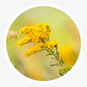 Ragweed - Tansy #3050896