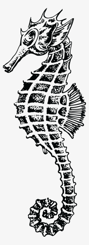 Free Clipart Of A Seahorse - Caballito De Mar Dibujado #3052068