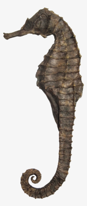 Seahorse Ph - Stock.xchng #3052223