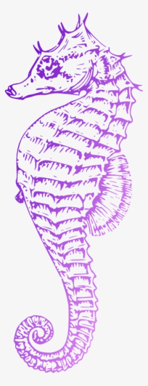 Sea Horse Clip Art - Sea Horse Drawing Png #3052230