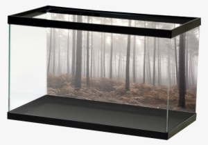 Foggy Forest #3052576