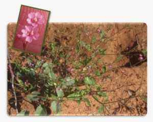 Five-wing Spiderling Often A Roadside Weed, Its Raising - Chihuahuan Desert #3054073