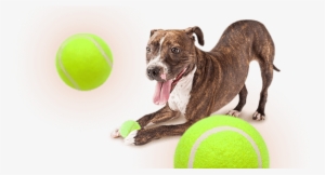 Skip To Content - Real Dog With Toy Transparent Background #3057083
