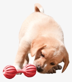 Busy Buddy Puppy Waggle Dog Toy - Petsafe Busy Buddy Puppy Waggle #3057167