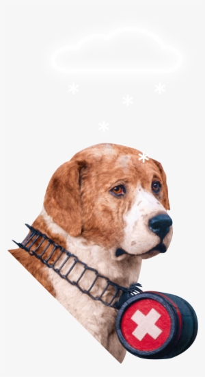 Naturhistorisches Museum Bern, Barry Der Legendäre - Barry #3057209