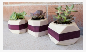 Discontinued Purpleheart Stripe Wood Geometric Planter - Ceramic #3059706
