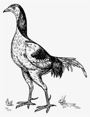 This Free Icons Png Design Of Game Cock #3072144