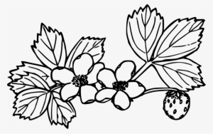 Image Freeuse Strawberry Coloring Book Plants - Drawings Of Strawberry Plants #3077474