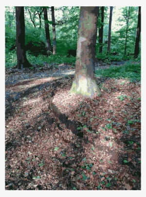 Forest Clipart Forest Woodland Lichtscheid - Forest #3077610