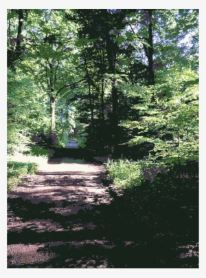 Forest Clipart Temperate Broadleaf And Mixed Forest - Forest #3077863