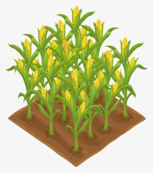Plants Clipart Corn #3077985 Plants Clipart Corn #3077985