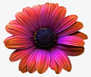 Daisy Clipart Colorful Daisy - Gerber Daisy Png #3078899