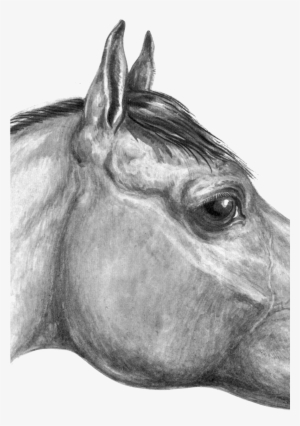 Drawn Eyeball Round Eye - Horse #3079084