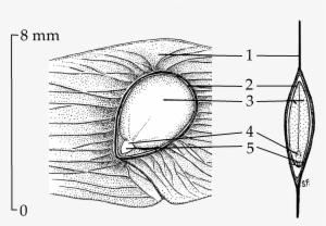 Ailanthus Seed Drawing - Seed #3079379