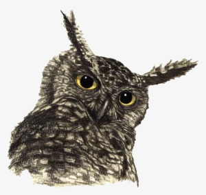 Owl Drawing Png - Owl Transparent #3079408