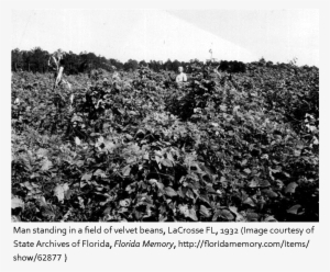 Florida Frontiers - Florida #3079547