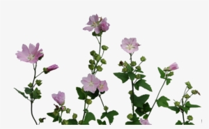Picture - Malva #3082069