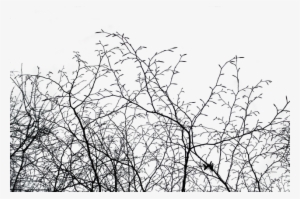 Aesthetic, Isolated, Nature, Tree, Cut Out, Autumn - Transparent Nature Aesthetic #3082312