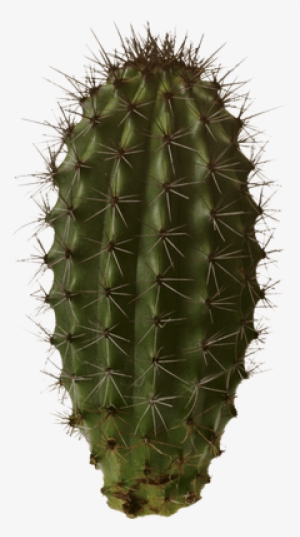 Download Free Cactus Psd #3082376