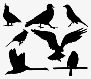 Animal, Bird, Blackbird, Cockatoo, Eagle, Pigeon, Robin - Eagle Silhouette #3082781