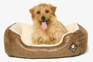 Save 30% - Dog In Bed Png #3083853
