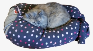 Why Mylap™ Pet Bed - Polka Dot #3084104