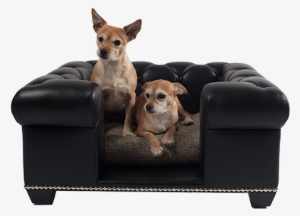 Danielle - Chihuahua #3084248