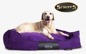 Or Looking For A Bed That Properly Supports An Ageing - Scruffs Expedition Box Bed, 60 X 50 Cm, Plum #3084682