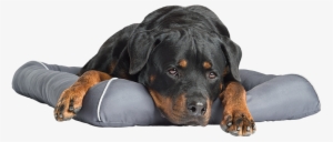 Cooling Gel Pet Bed - Pet Therapeutics Theracool Cooling Gel Dog Bed, Grey #3085003