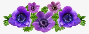 Anemones, Flowers, Spring, Arrangement, Garden, Nature - Flower #3086169