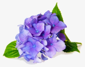Anniversary Arrangements - Fragrance Oil Violet #3086188