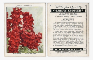 Antirrhinum, Variety Welcome - Cigarette Card Rms Olympic Back Canvas Art - (24 X #3086237