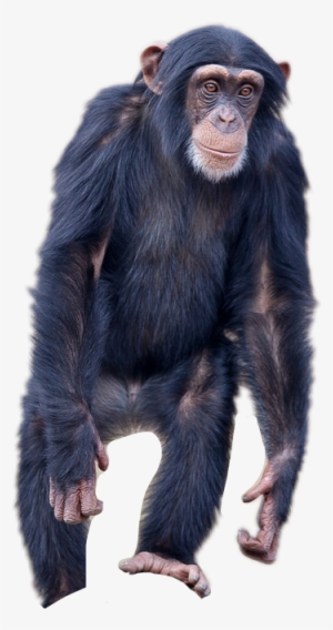 Report Abuse - Chimpanzee Transparent Background #3086607