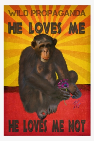 Chimpanzee He Loves Me, He Loves Me Not Vintage Black - Crewneck Tee Vintage Black #3086700