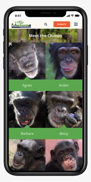 Visit Website - Common Chimpanzee #3086800