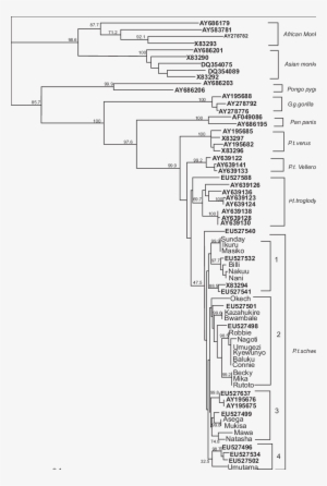 Phylogenetic Analysis Of Int Sequences From Sfv-infected - Diagram #3086825