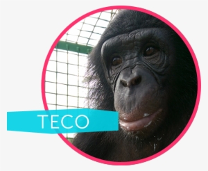 Born 2010 - - Teco Bonobo #3086854