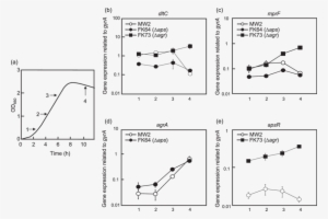 Dlt, Mprf, Apsr And Agra Expression In S - Growth Curve #3089515