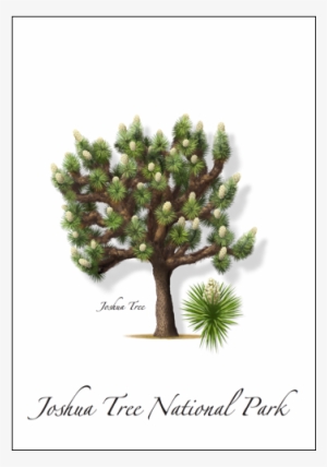 Joshua Tree - Pond Pine #3093380