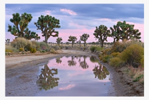 America Joshua Tree Sunset - Reflection #3093728