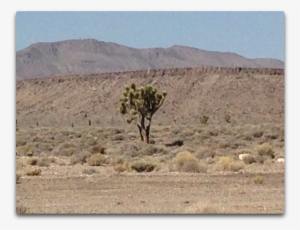 Gc Joshua Tree - Desert #3093931