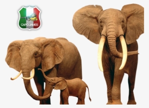 Photo Elephants #3093952