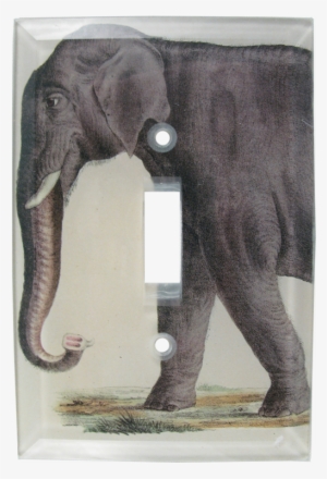 Elephants Png #3094191