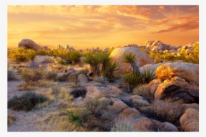 Usa, Joshua Tree National Park #3094212