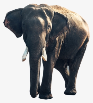 Gray Elephant Standing Png Image #3094236