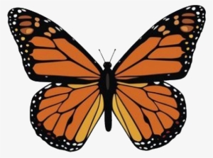 Ra - Monarch Butterfly #3094238