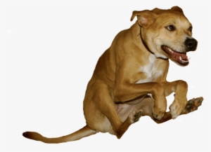 Isolated Raditude Dog For All Of Your Dumb Shitposts - Weezer Raditude #3097648