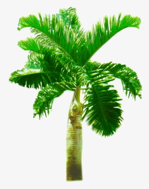 Palm Tree Png, Palm Trees, Youtube Thumbnail, Kids - Roystonea #3097691